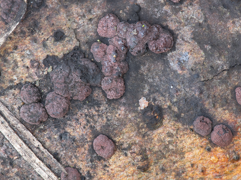 Hypoxylon pseudofuscum